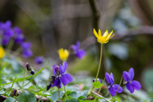 Forest floor, fig root, Ficaria verna, Forest floor, fig root, Ficaria verna,